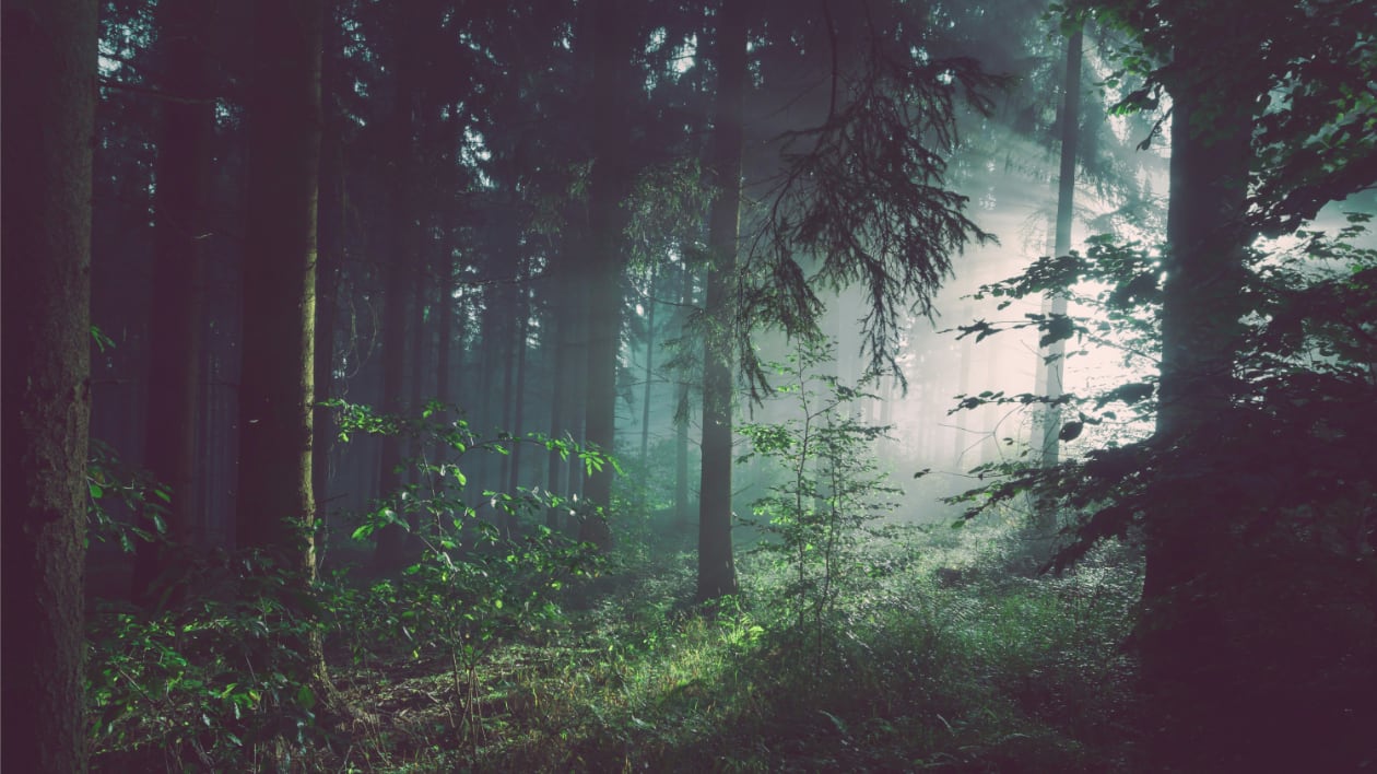 im Wald
